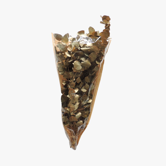 TROCKENPFLANZE EUKALYPTUS gold